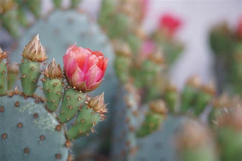 仙人掌開花風水|仙人掌開花風水：開啟幸福與繁榮的綠色之鑰 – 植物盆栽綠寶典